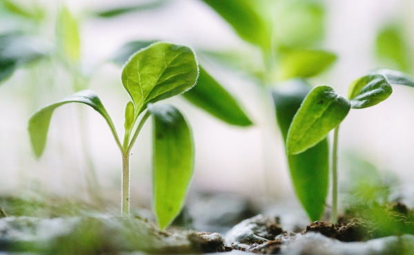 Seedlings