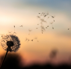 Dandelion blowing in the wind